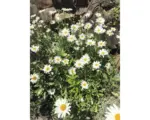 Hornbach Margerite FloraSelf Leucanthemum vulgare 'Maikönigin' H 5-80 cm Co 0,5 L