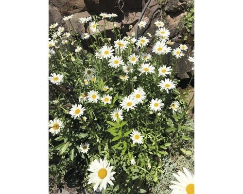 Margerite FloraSelf Leucanthemum vulgare 'Maikönigin' H 5-80 cm Co 0,5 L