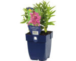 Hornbach Blutweiderich Lythrum salicaria 'Robin' H 5-50 cm Co 0,5 L