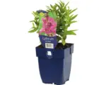 Hornbach Blutweiderich Lythrum salicaria 'Robin' H 5-50 cm Co 0,5 L