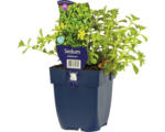 Hornbach Amurfetthenne FloraSelf Sedum selskianum H 5-10 cm Co 0,5 L