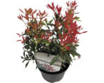 Hornbach Japanische Lavendelheide FloraSelf Pieris japonica 'Flaming Silver' H 15-20 cm Co 1,5 L