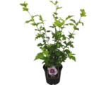 Hornbach Garteneibisch Hibiscus syriacus 'Helene' H 40-60 cm Co 3 L