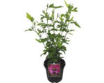 Hornbach Garteneibisch Hibiscus syriacus 'Aphrodite' H 40-60 cm Co 3 L