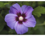 Hornbach Garteneibisch Hibiscus syriacus 'Marina' H 40-60 cm Co 3 L