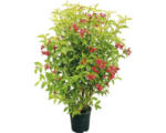 Hornbach Weigelie FloraSelf Weigela 'Bristol Ruby' H 80-100 cm Co 10 L