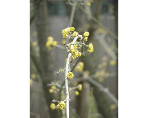 Kornelkirsche FloraSelf Cornus mas H 50-60 cm Co 4,5 L