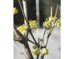 Asiatische Kornelkirsche FloraSelf Cornus officinalis H 50-60 cm Co 4,5 L