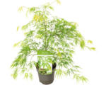 Hornbach Grüner Schlitzahorn Acer palmatum 'Dissectum' H 50-60 Co 3 L