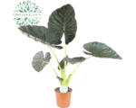 Hornbach Alocasie FloraSelf Alocasia ‘Regal Shields’