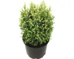 Hornbach Gartenzypresse Snow White FloraSelf H 20-25 cm T 13 cm
