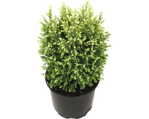 Gartenzypresse Snow White FloraSelf H 20-25 cm T 13 cm