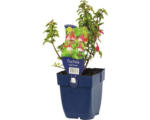 Hornbach Fuchsie FloraSelf Fuchsia magellanica 'Lady Thumb' H 5-20 cm Co 0,5 L