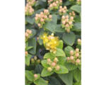 Hornbach Johanniskraut FloraSelf Hypericum inodorum 'Magical Beauty' H 40-60 cm Co 4,5 L