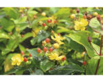 Hornbach Johanniskraut FloraSelf Hypericum inodorum 'Magical Lightning' H 40-60 cm Co 4,5 L