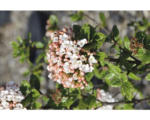 Hornbach Osterschneeball FloraSelf Viburnum burkwoodii 'Anne Russel' H 40-60 cm Co 6 L