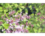 Hornbach Zwergflieder FloraSelf Syringa BLOOMERANG ® 'Pink Perfume' Halbstamm 40 cm H 60-100 cm Co 6 L