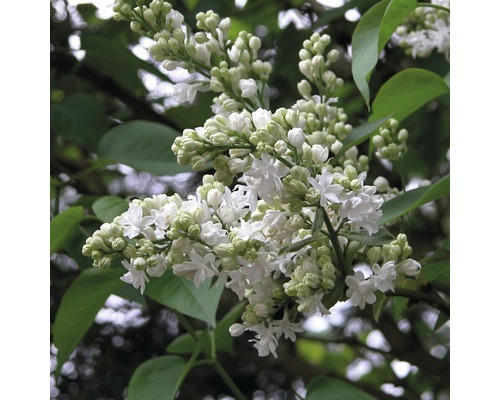 Edelflieder FloraSelf Syringa vulgaris 'Mme Lemoine' H 60-80 cm Co 10 L