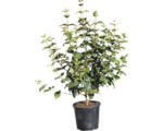 Hornbach Koreanischer Duft-Schneeball FloraSelf Viburnum carlesii 'Aurora' H 40-60 cm Co 5 L