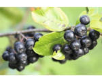 Hornbach Apfelbeere, Aronia FloraSelf Aronia melanocarpa 'Autumn Magic' H 40-60 cm Co 4,5 L