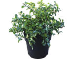 Hornbach Zierquitte FloraSelf Chaenomeles speciosa 'Jet Trail' H 40-60 cm Co 4,5 L