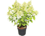 Hornbach Rispenhortensie 'Phantom', 50/60 cm