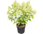 Hornbach Rispenhortensie 'Phantom', 50/60 cm