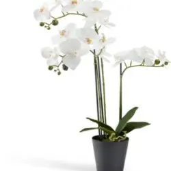 JYSK Plantă artificială MATINUS 62cm orhidee albă