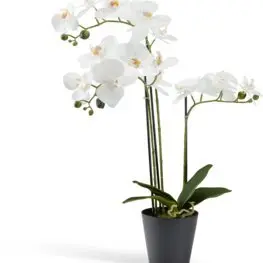 JYSK Plantă artificială MATINUS 62cm orhidee albă