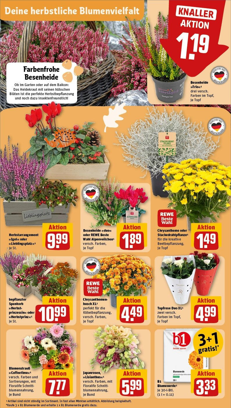 Rewe - Zeitlarn, Kurpfälzer Straße 2 (ab 16.09.2024) zum Blättern » Angebote | Seite: 7 | Produkte: Blumenerde