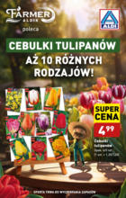 Aldi_ulotka_Tulipany_ważna do 28.09 Aldi – do 28.09.2024