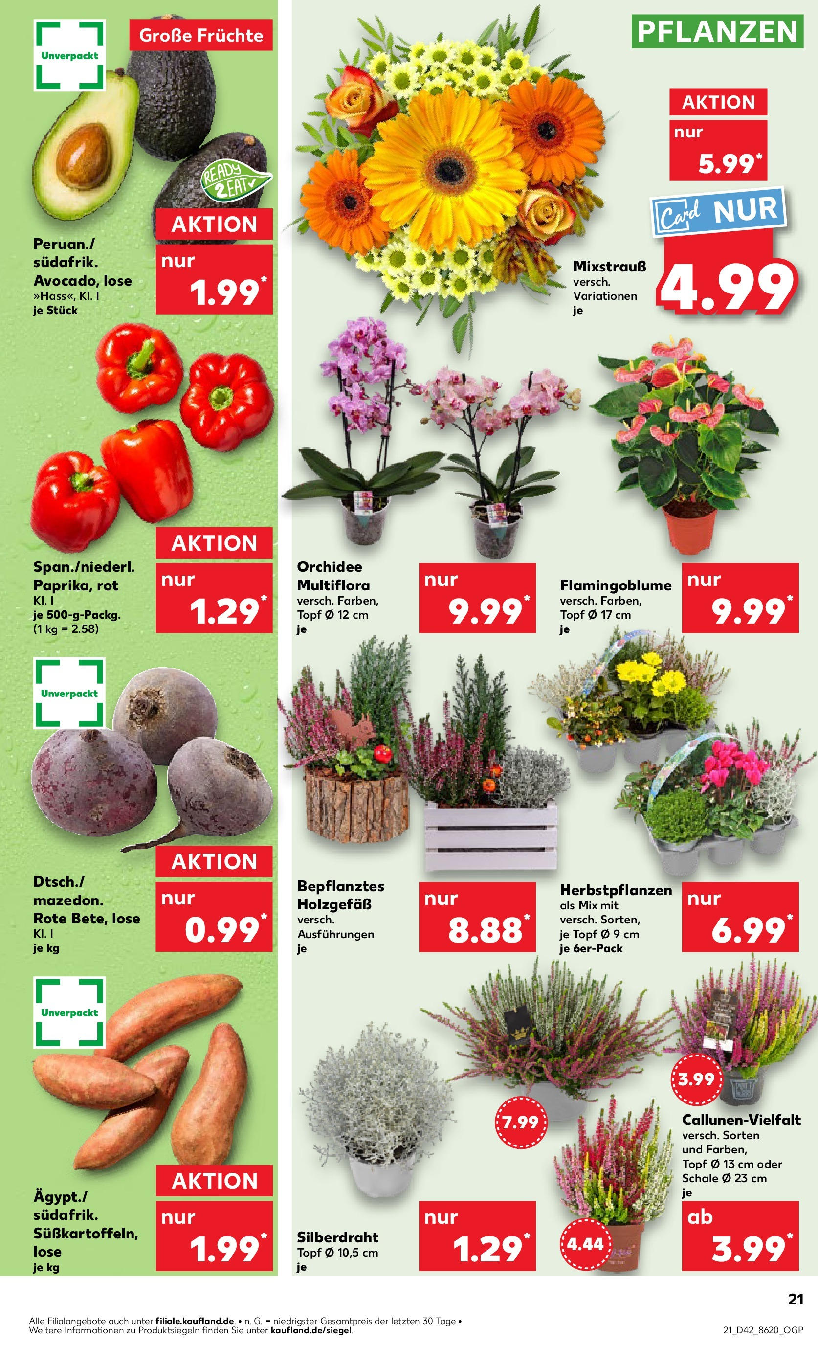 Kaufland - Nordrhein - Westfalen  (ab 17.10.2024) » Angebote Online zum Blättern | Seite: 21 | Produkte: Orchidee