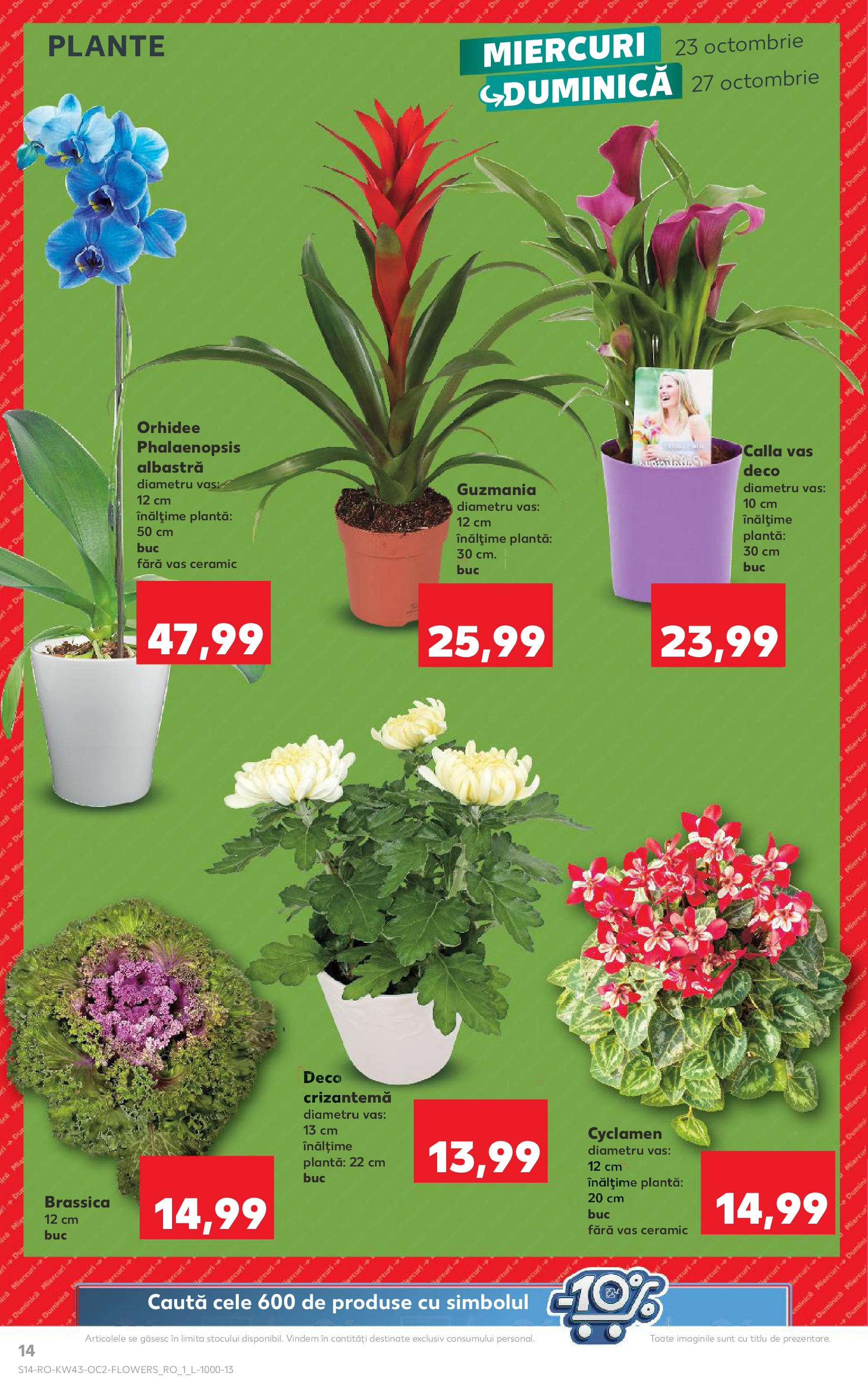 Catalog Kaufland - Odorheiu Secuiesc 23.10.2024 - Revista si Oferta | Pagină: 14 | Produse: Orhidee