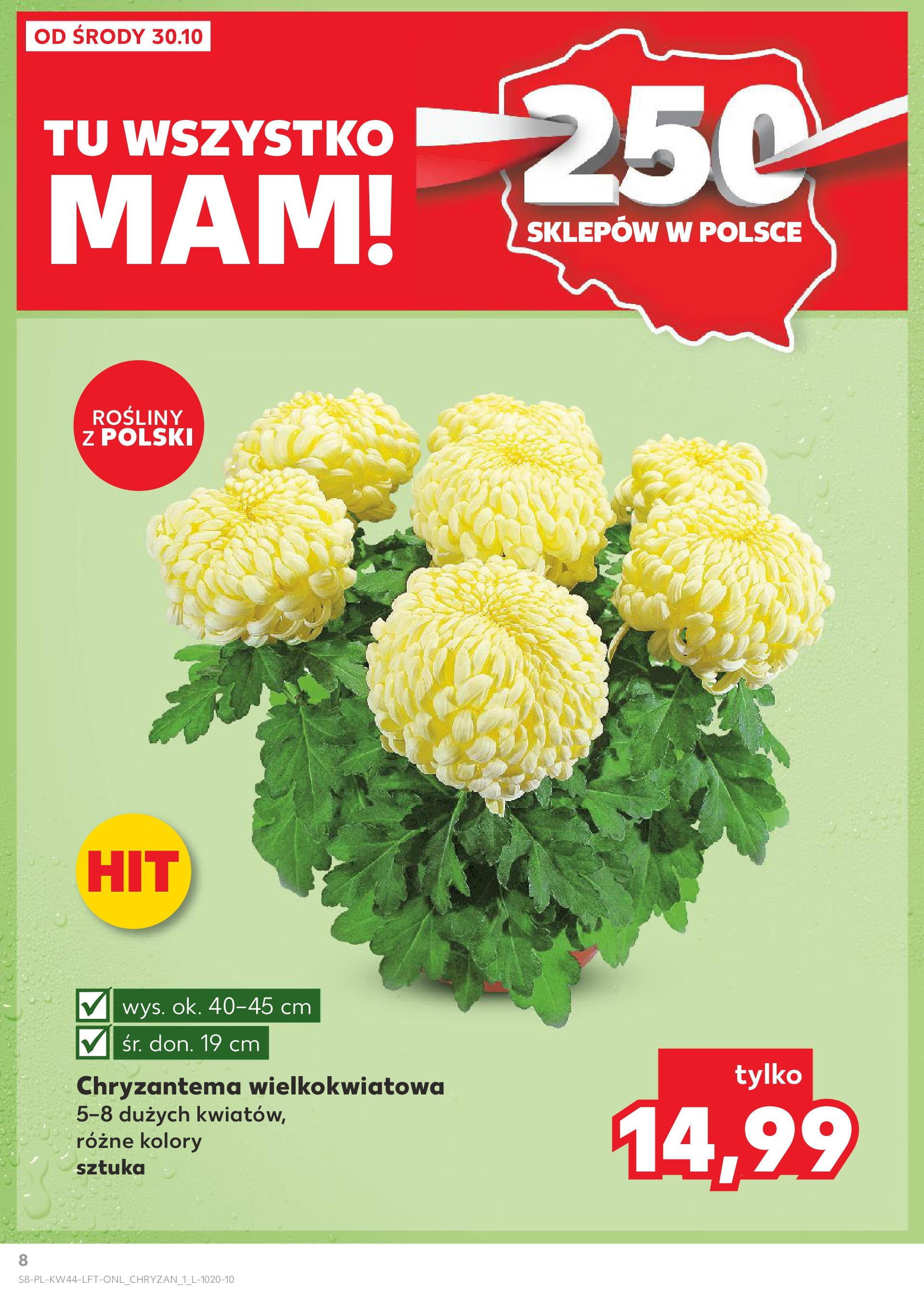 Kaufland gazetka od 30.10.2024 - od jutra PDF | Strona: 8 | Produkty: Rosliny