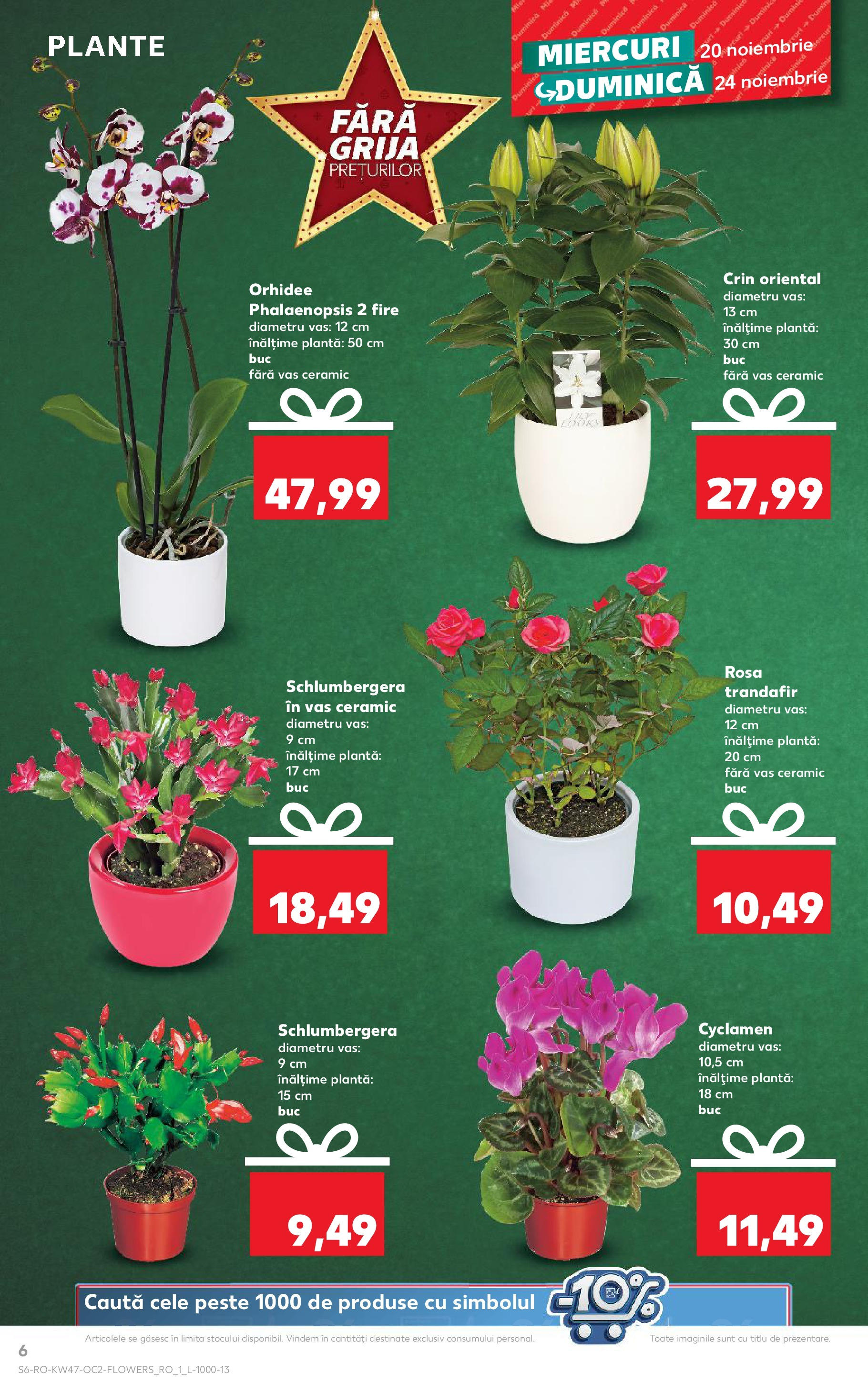 Catalog Kaufland CRĂCIUN de la 20.11.2024 | Pagină: 6 | Produse: Trandafir, Orhidee, Pește