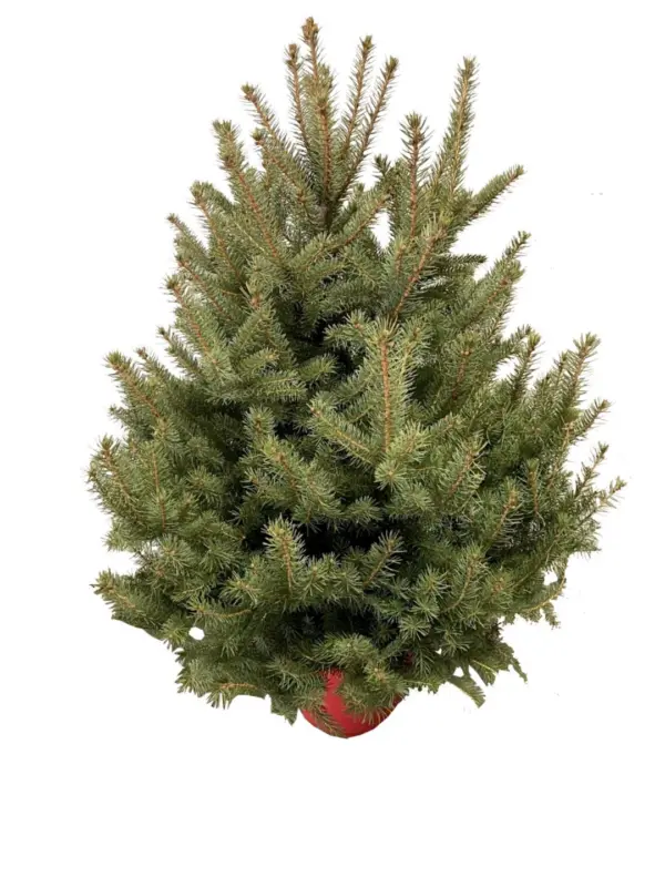 Коледнa елха в саксия Ø20 см