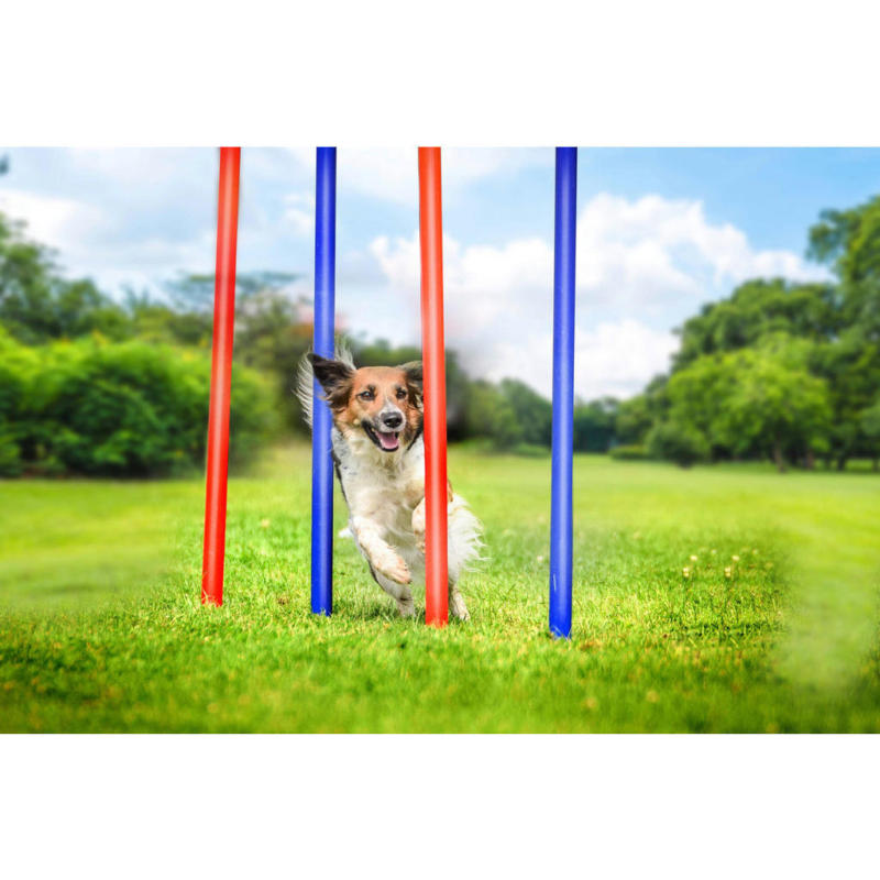 Pet Toys Agility Slalomset blau Kunststoff