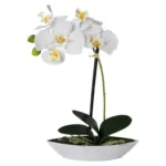 POCO Orchidee - bis 28.12.2025