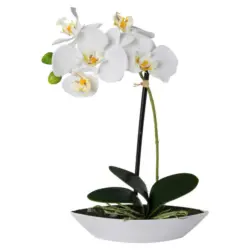 Orchidee
