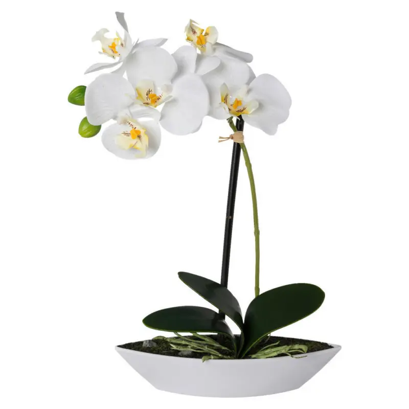Orchidee