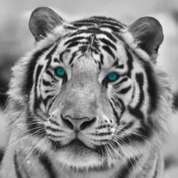 B&ouml;nninghoff Keilrahmenbild