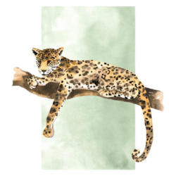 Komar Wandbild Lazy Leopard Leopard B/L: ca. 50x70 cm