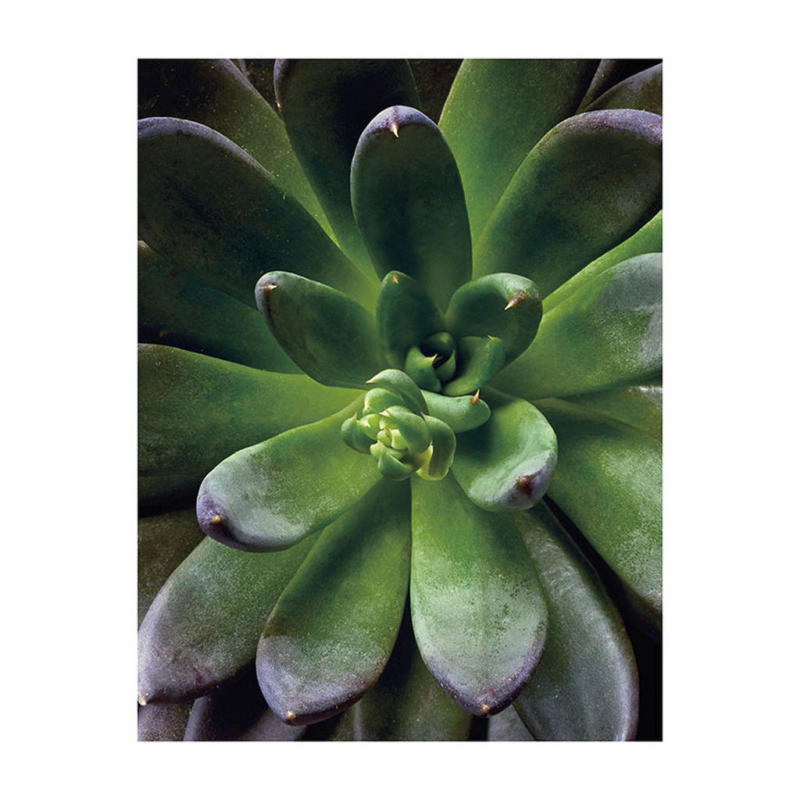 Komar Wandbild Succulent Single Pflanzen B/L: ca. 40x50 cm