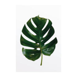 Komar Wandbild Monstera Leaf Pflanzen B/L: ca. 50x70 cm