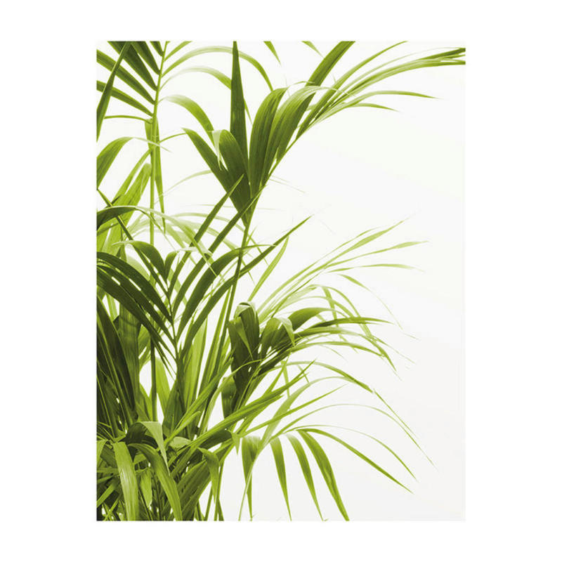 Komar Wandbild Reed Leaves Pflanzen B/L: ca. 40x50 cm