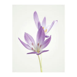 Komar Wandbild Autumn Crocus Blumen B/L: ca. 40x50 cm