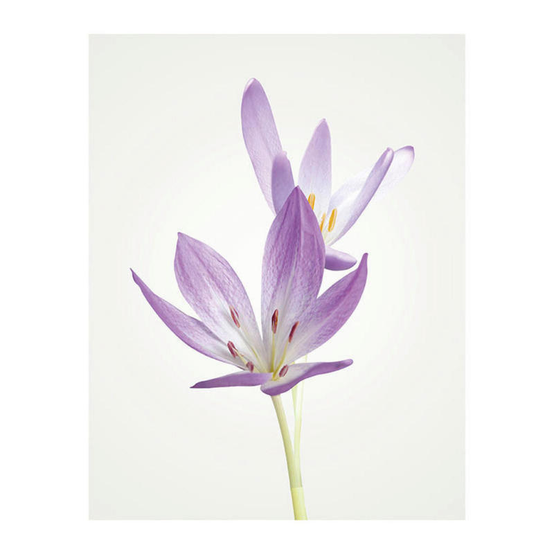 Komar Wandbild Autumn Crocus Blumen B/L: ca. 40x50 cm