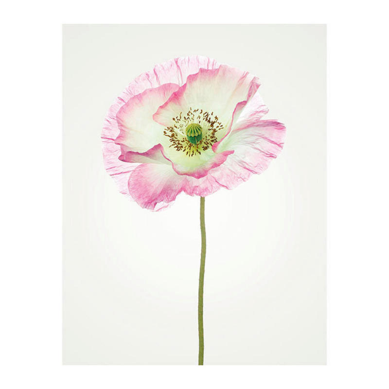 Komar Wandbild Poppy Mohnblumen B/L: ca. 40x50 cm