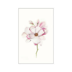 Komar Wandbild Magnolia Blossom Magnolie B/L: ca. 50x70 cm