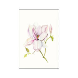 Komar Wandbild Magnolia Shine Magnolie B/L: ca. 30x40 cm